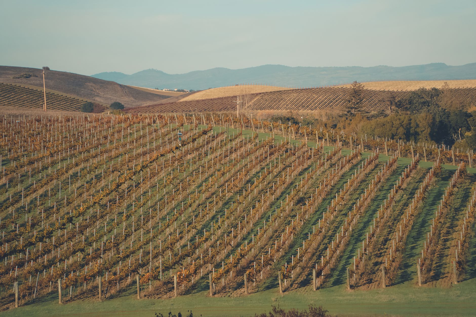 Wine country vineyards in Napa Valley, repeatedly scorched by October Diablo winds that bring extreme fire danger.
