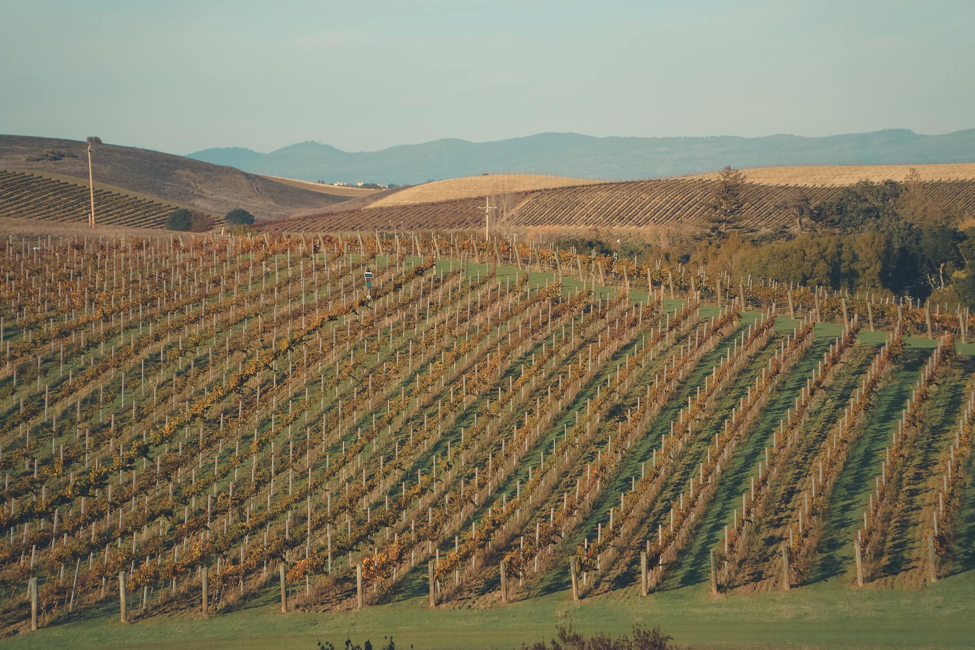 Explore the lush vineyards of Napa Valley, California, showcasing vibrant autumn colors under a bright sky.