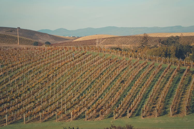 A View Of A Vineyard In Napa Valley