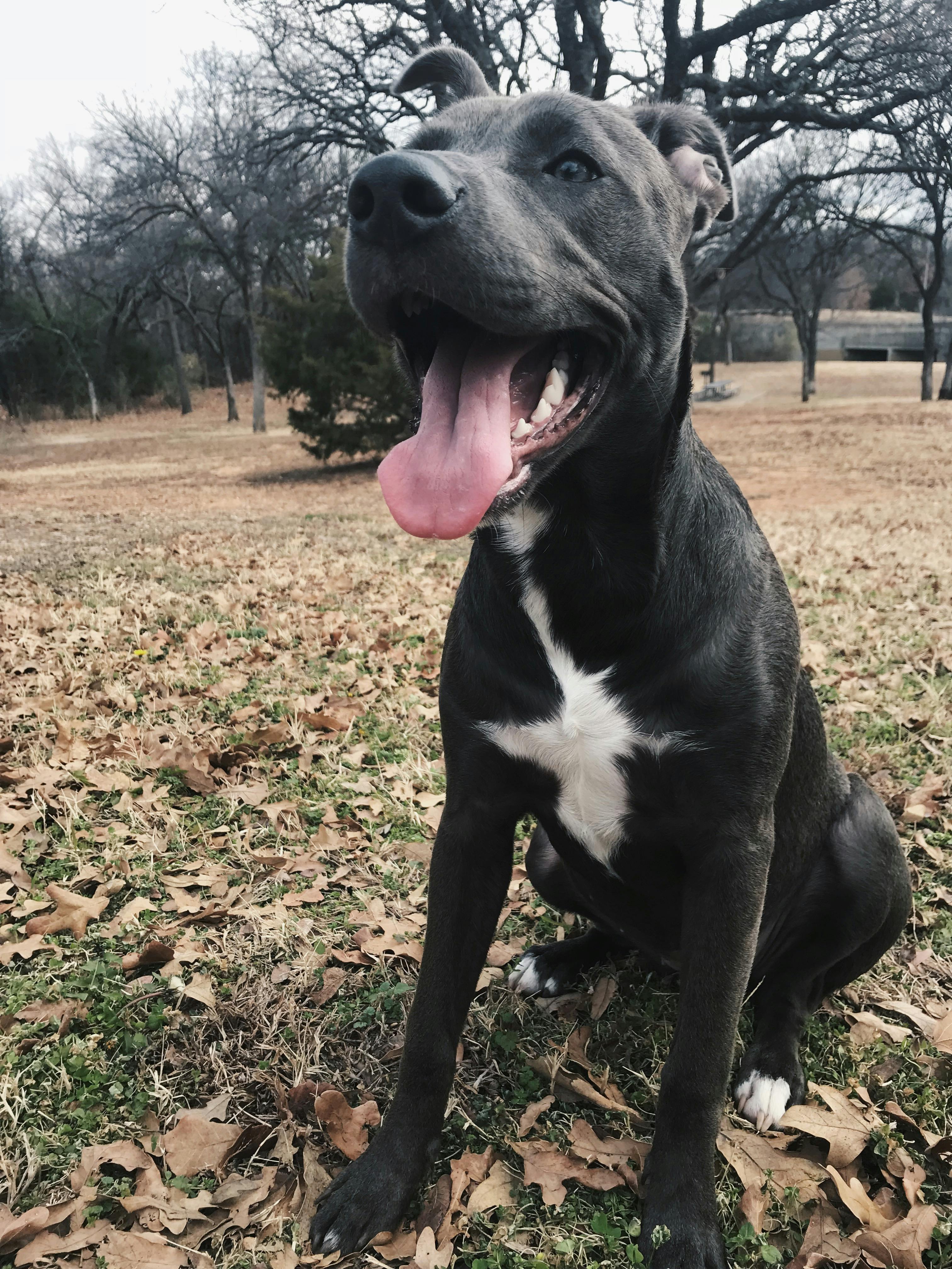 Foto Stok Gratis Tentang Anjing Anjing Pitbull Pitbull