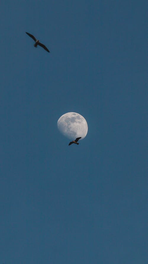 Birds Flying in Sky on Moon Background