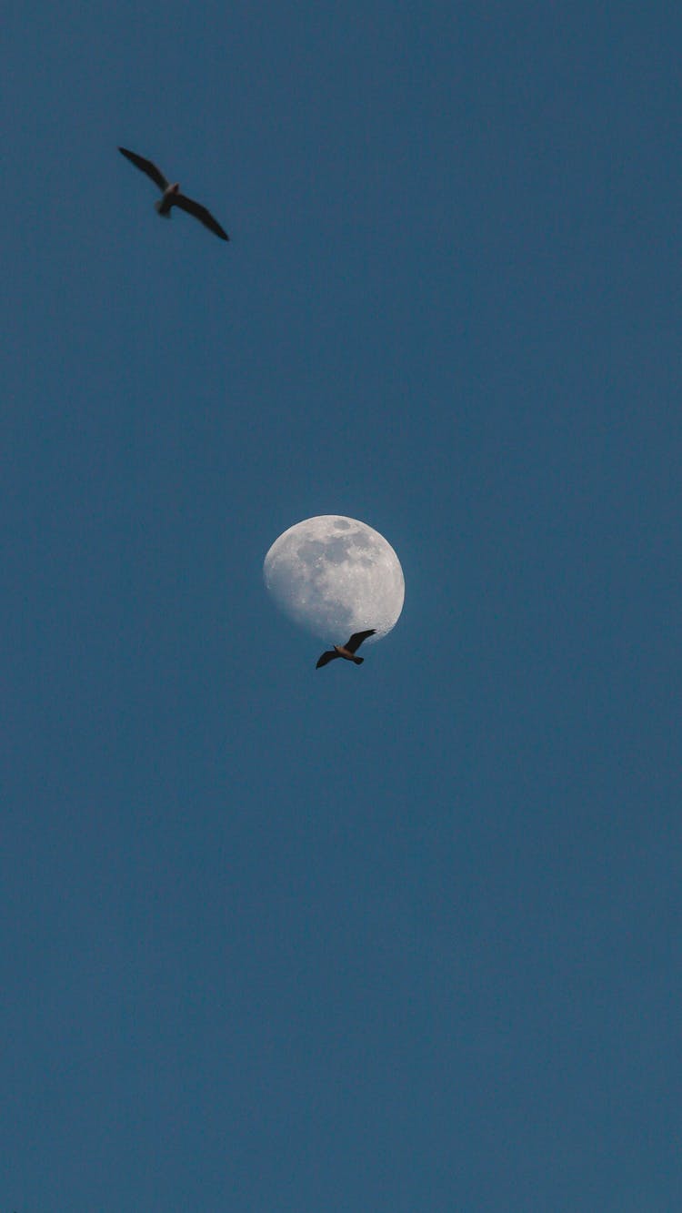 Birds Flying In Sky On Moon Background