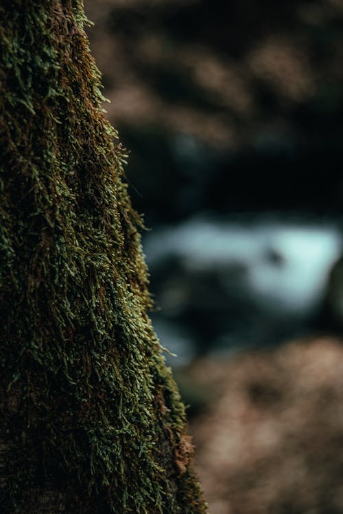 Free Moss on Brown Tree Trunk Stock Photo