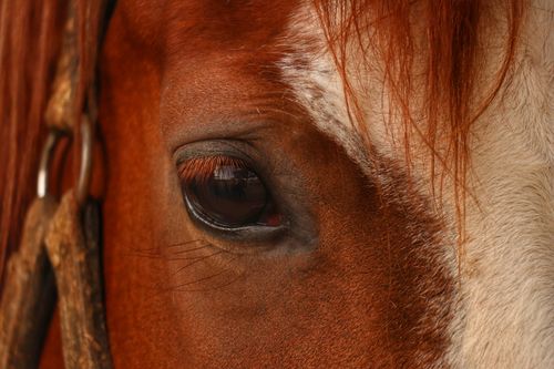Free Detailed close-up of a horse's eye with a bridle, showcasing the animal's expressive features. Stock Photo