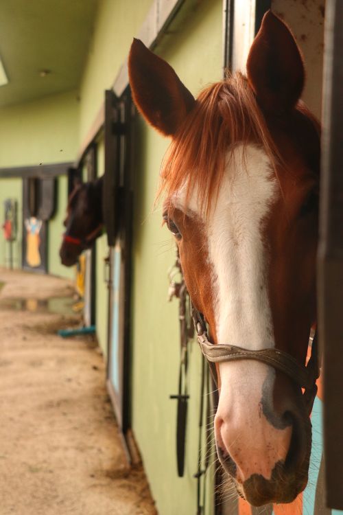 Free Close-up view of a horse looking out from the stable, capturing its curious expression. Stock Photo