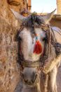 Close-Up Photo of a Horse with Blinkers