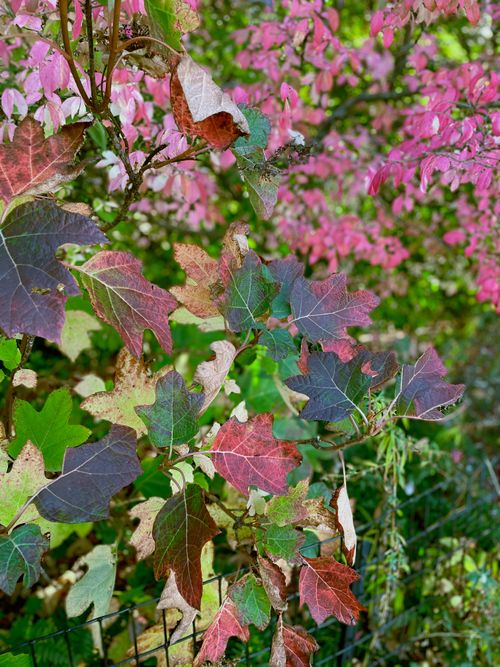 Free stock photo of autumn, central park, new york Stock Photo