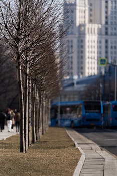 Urban street view in Moscow featuring bare trees and blue buses on a clear day.