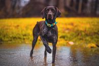 Brown Short Coated Dog on Body of Water
