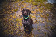 Brown Short Coated Dog on Body of Water