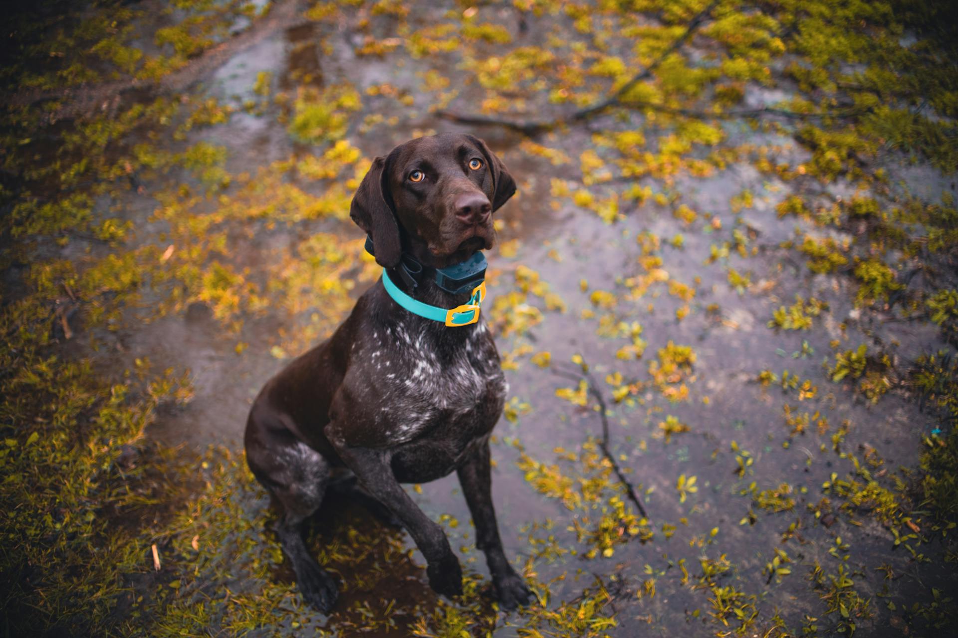 High-Angle Shot of German Shorthaired Pointer Sitting on the Ground