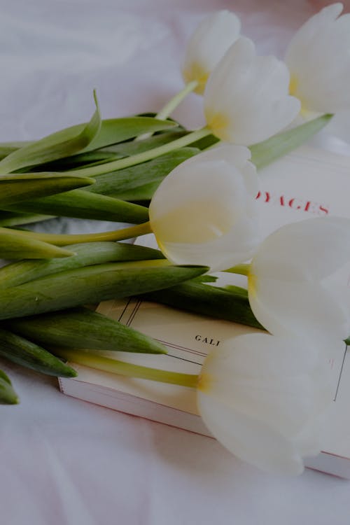 Бесплатное стоковое фото с белая поверхность, белые тюльпаны, вертикальный выстрел