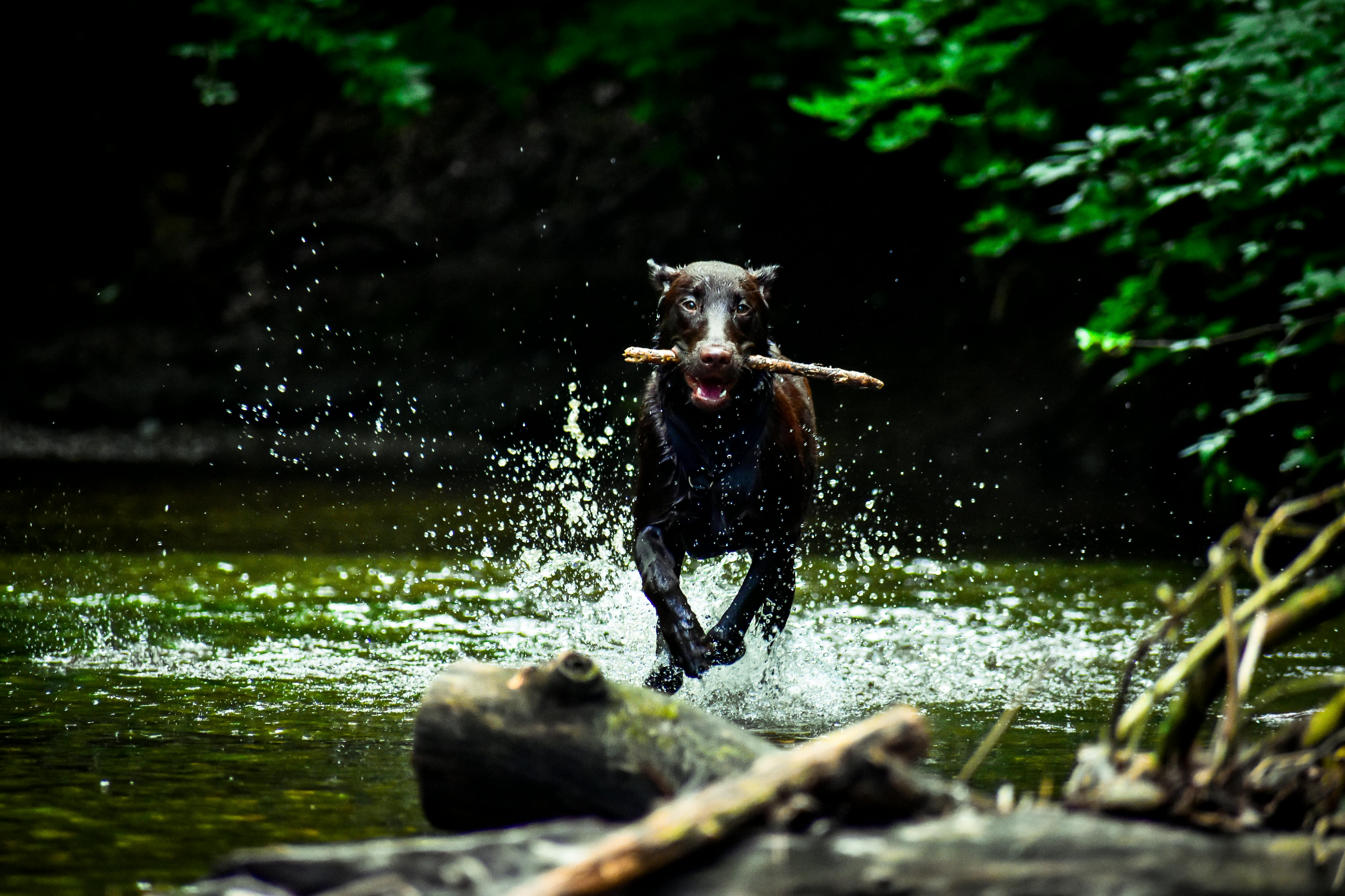 Free stock photo of action, dog, fetch