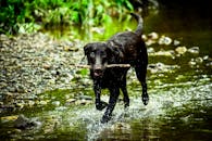 一只黑狗在溪流中欢快地叼起一根棍子，充满了顽皮的活力