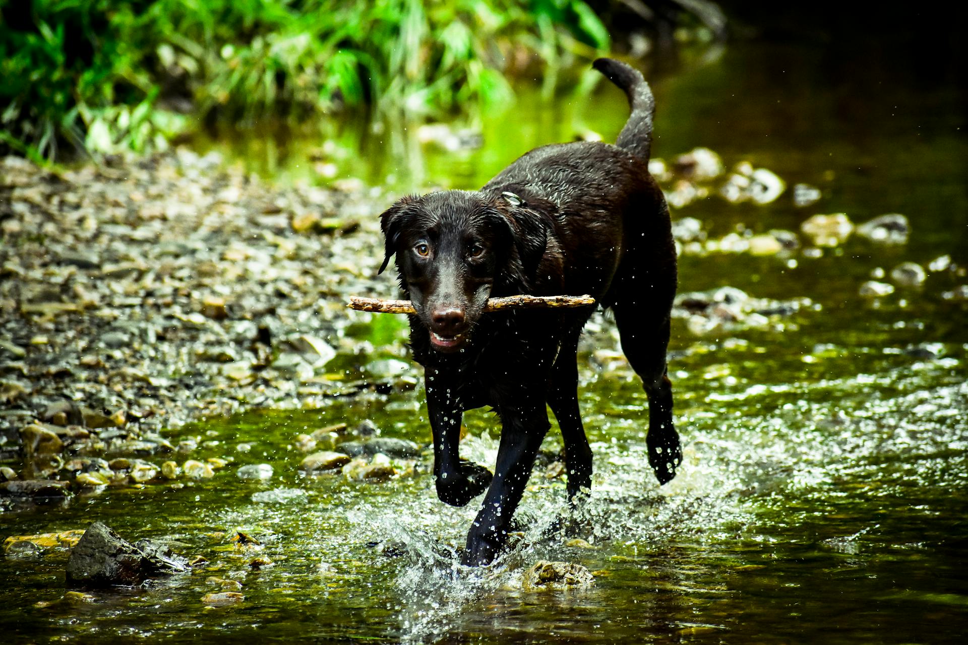 Un bâton de chien noir sur la bouche