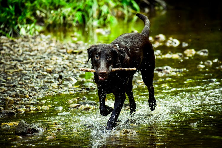 Black Dog Stick On Mouth