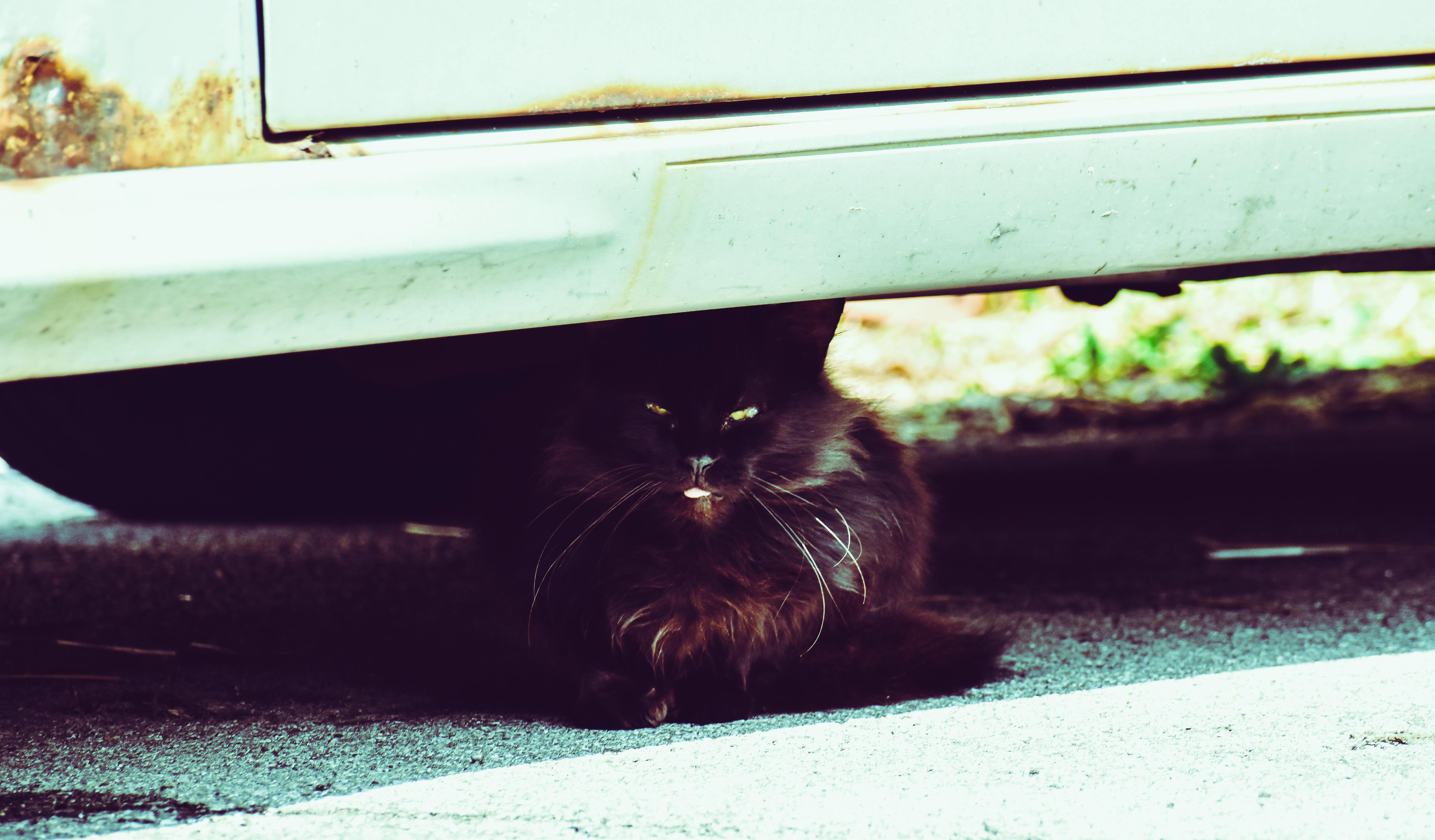 Free stock photo of car, cat, frisky kitty