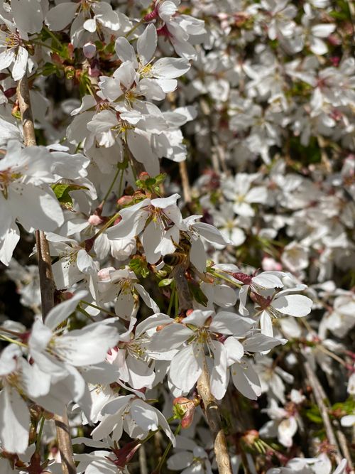 Free Close-up of white cherry blossoms in full bloom, capturing the beauty of spring in Salem, Oregon. Stock Photo