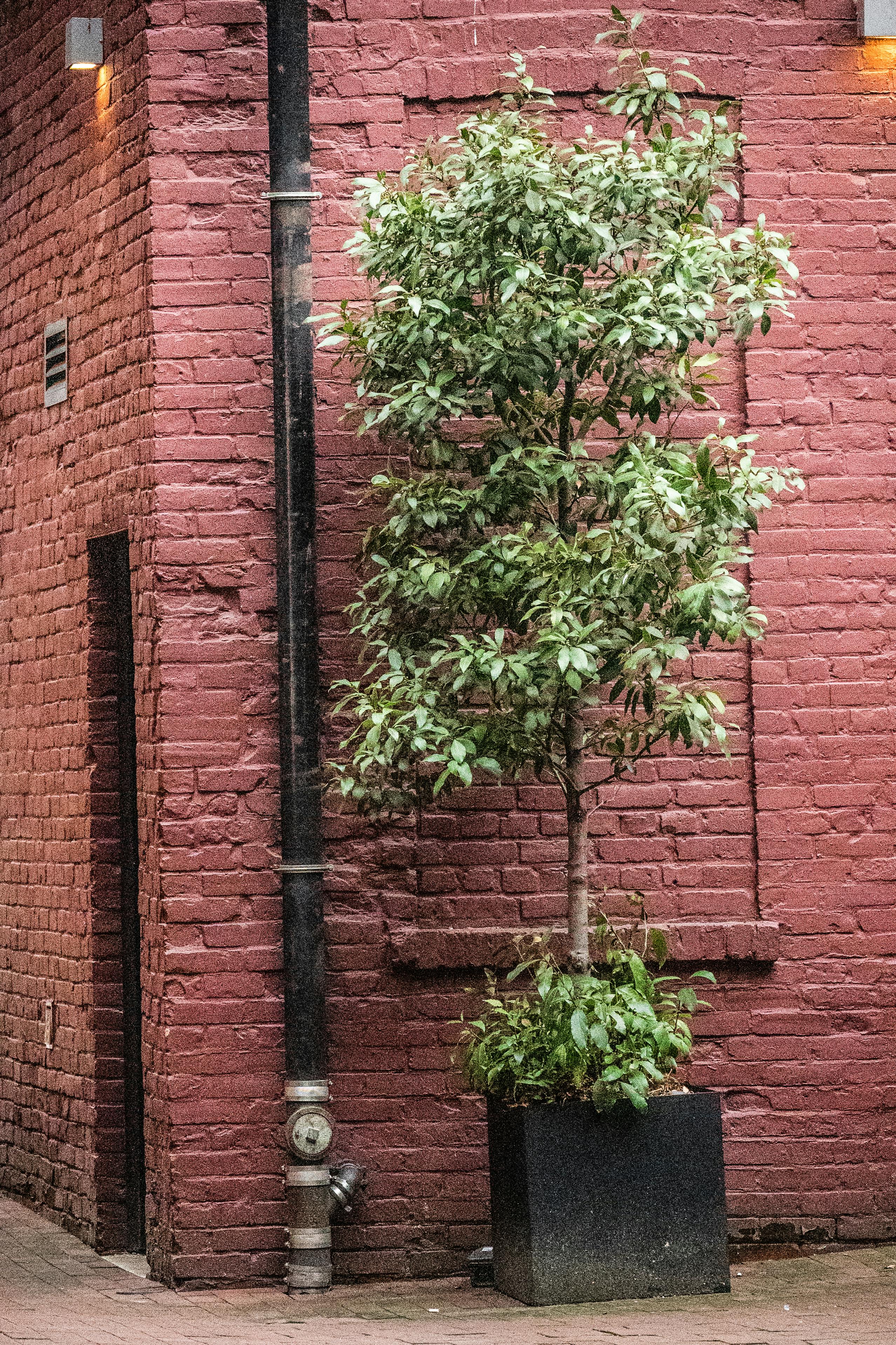 gratis Een Groene Plant Bij De Bakstenen Muur Op Straat Stockfoto