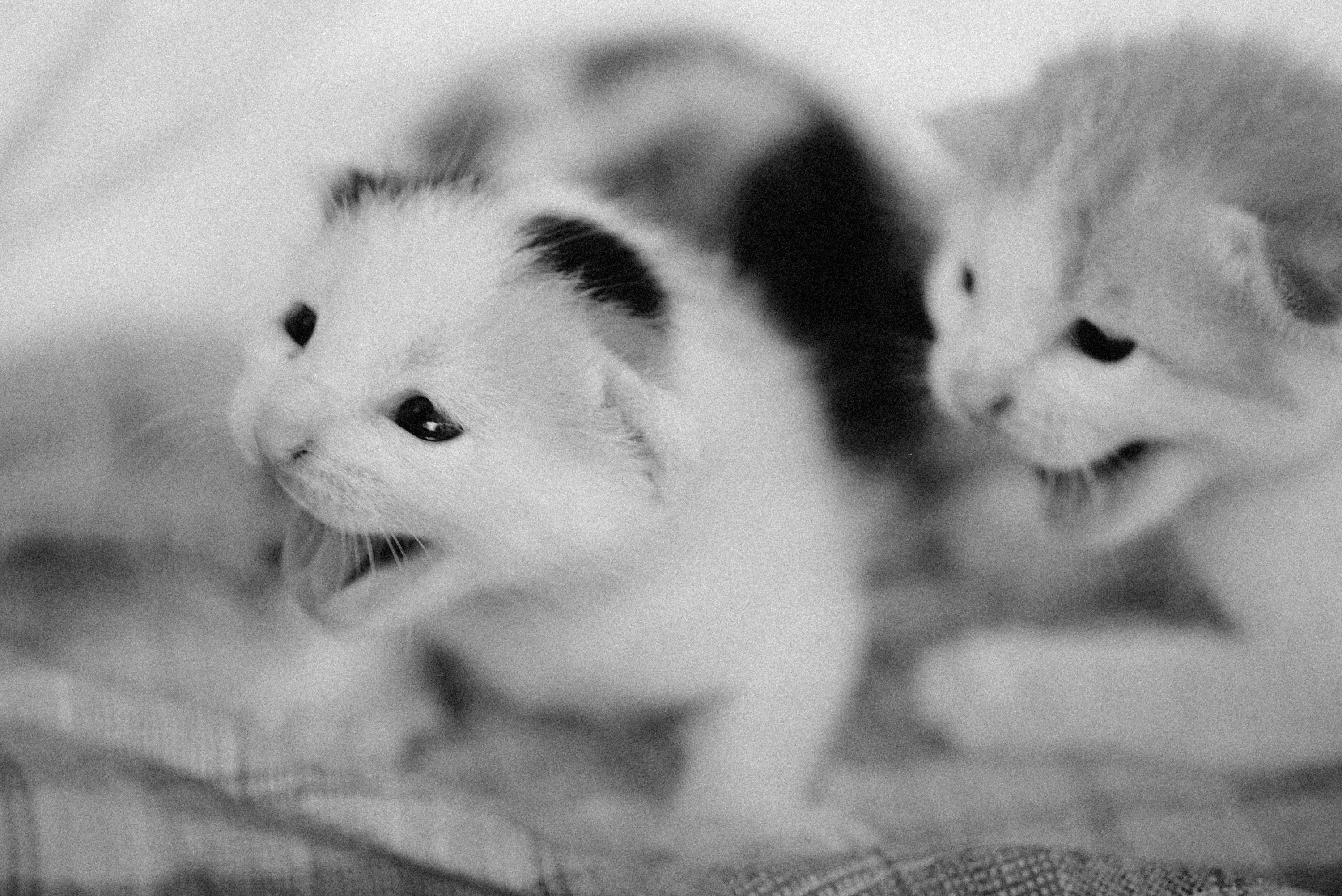 Portrait of a cat at a veterinary clinic