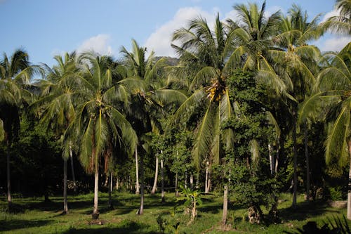 Základová fotografie zdarma na téma botanický, kmeny stromů, kokosové ořechy