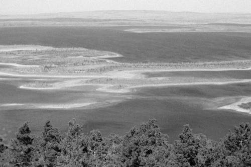 Grayscale Photo of Trees Near Body of Water