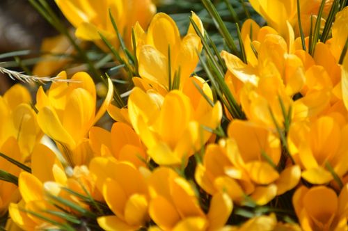 Free A close-up shot of vibrant yellow crocus flowers in full bloom, symbolizing spring. Stock Photo