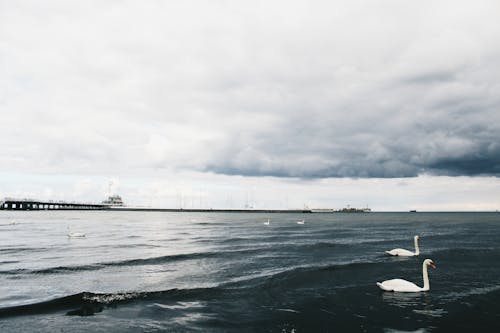 Free stock photo of sea, swans