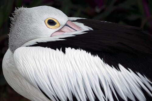 A Close-up Shot of an Australian Pelican
