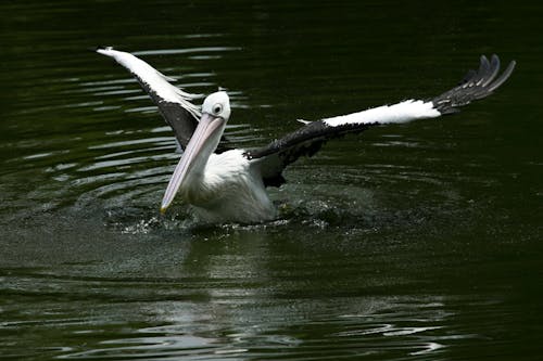 Free  Pelican on the Water Stock Photo