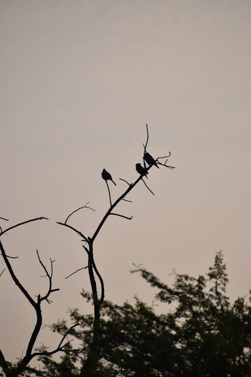 Free Three Birds Perched on Tree Branches Stock Photo