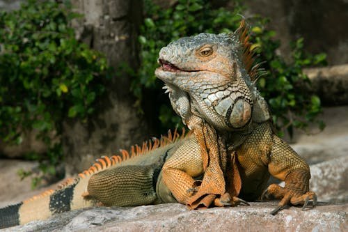 Δωρεάν στοκ φωτογραφιών με iguana, αγκάθια, γκρο πλαν Φωτογραφία από στοκ φωτογραφιών