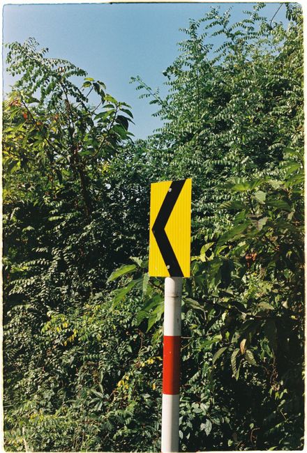Yellow and black directional road sign amidst dense green foliage outdoors.