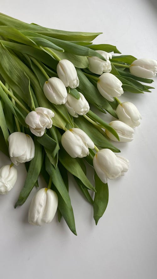 Free Beautiful Tulips on White Surface Stock Photo