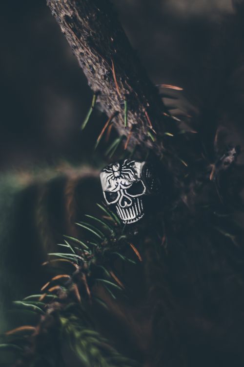Free Dramatic image of a skull ring hanging on a pine branch with a dark, moody atmosphere. Stock Photo