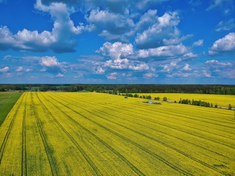 Drone capture of vibrant yellow rapeseed fields under a blue sky in Babownya, Belarus.