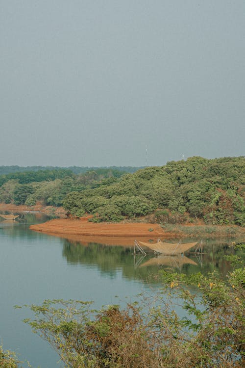 A Green Trees Near the Lake Under the Clear Sky