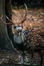 Brown and White Deer Standing on Brown Soil