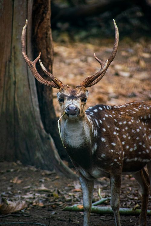 Free Close-up photo of a spotted deer in its natural forest habitat, showcasing its antlers. Stock Photo