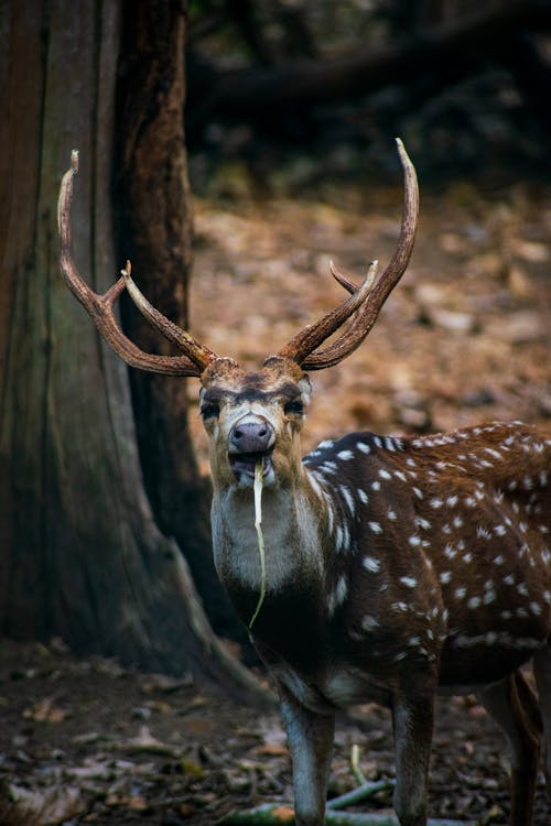 무료 동물, 사슴, 사슴 뿔의 무료 스톡 사진