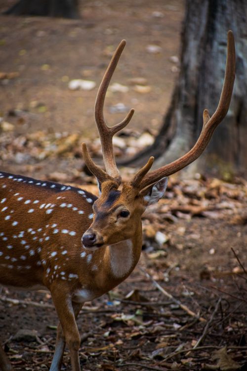Free Close-up of a Chital deer with antlers in a forest setting. Stock Photo