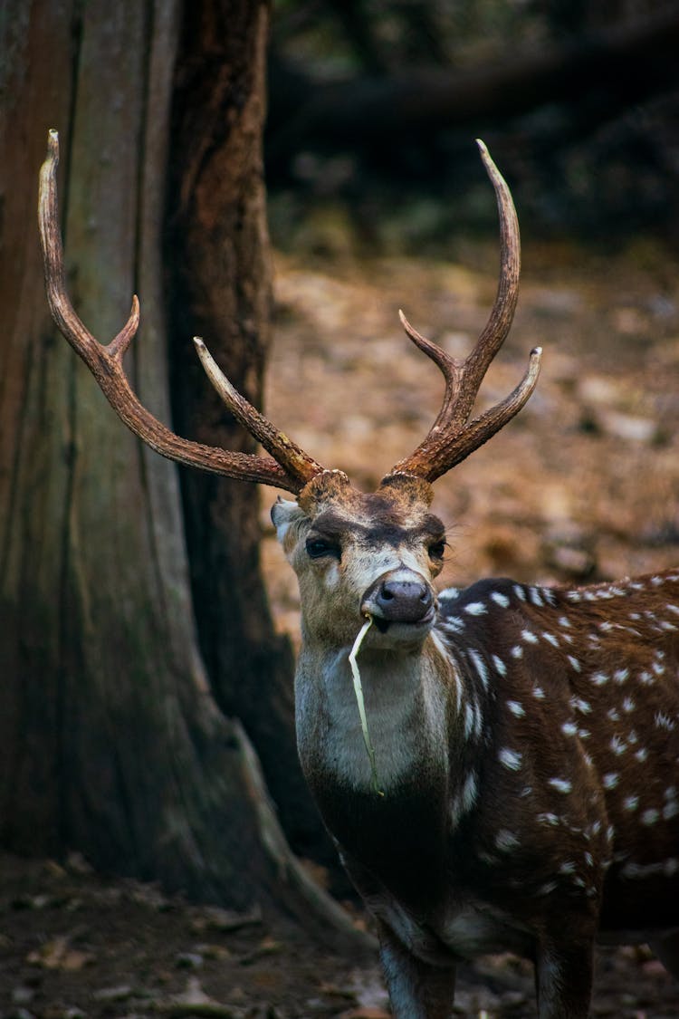 Close-up Of A Spotted Deer 