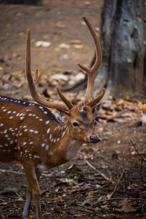 Brown Deer in Close-Up Photography