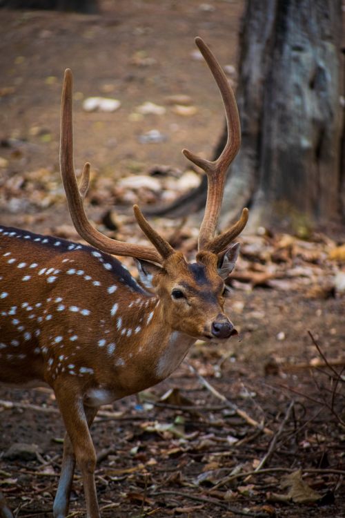 Free Close-up of a spotted deer with prominent antlers in a natural setting. Stock Photo