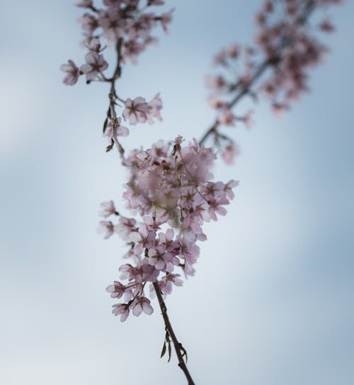 Close up of Blossom