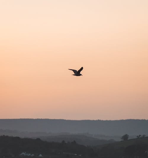 Foto profissional grátis de asas, ave, céu
