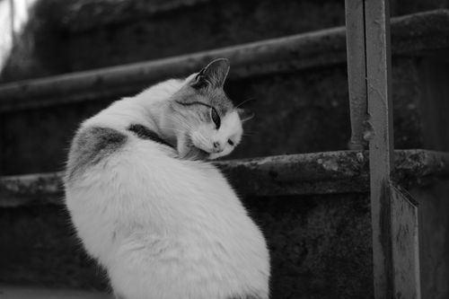 Free Cat licking his fur Stock Photo