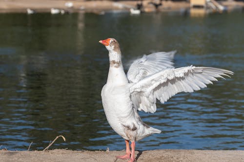 Free  White Duck Spreading Her Wings Stock Photo