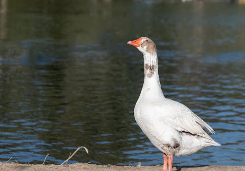 Ilmainen kuvapankkikuva tunnisteilla ankka, eläinkuvaus, lähikuva