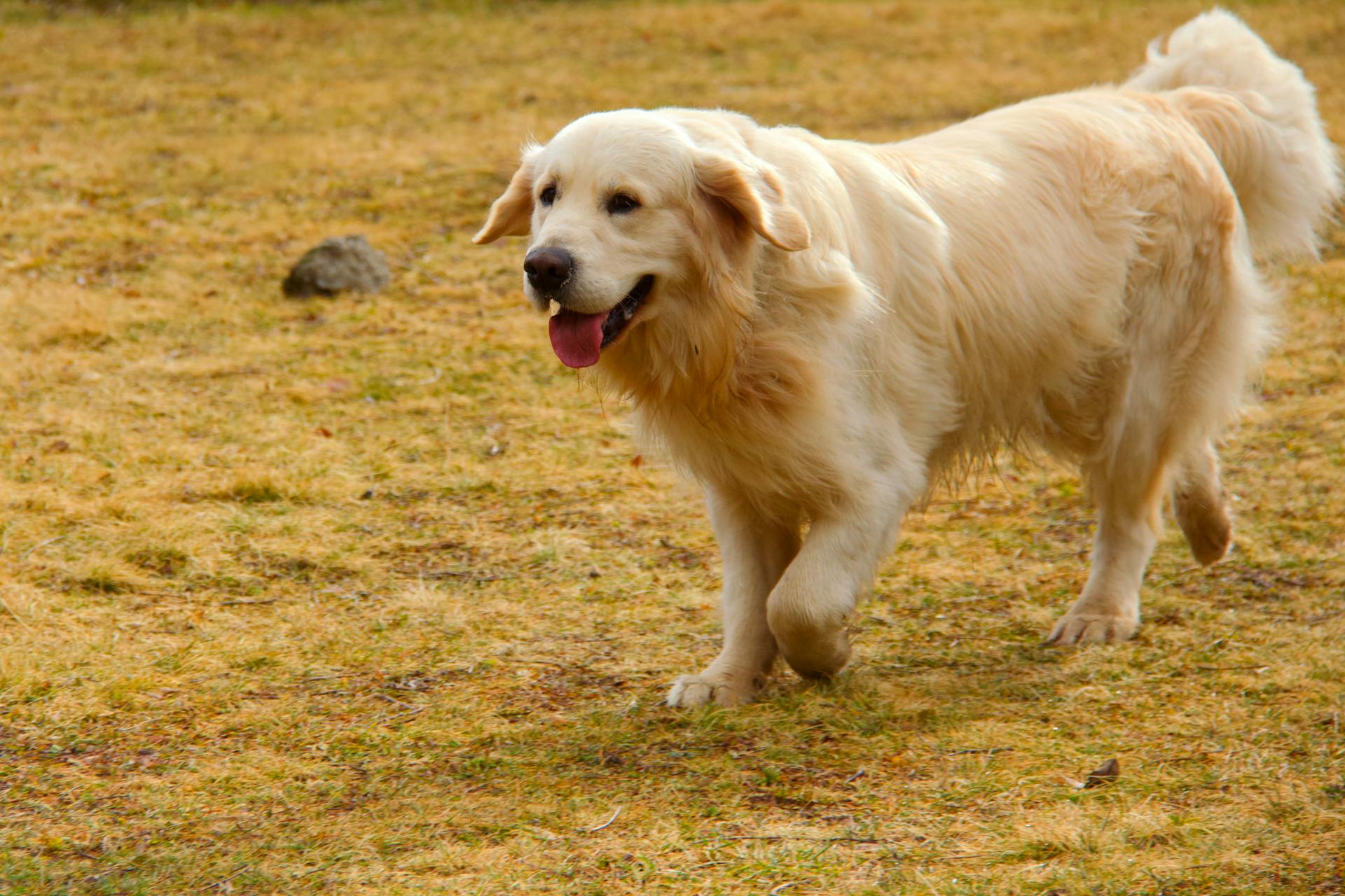 A Golden Retriever Dog Running on Grass Field